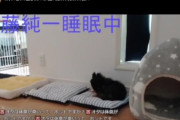 【悲報】加藤純一さん、生配信で飼い犬を放置し食糞させて炎上中