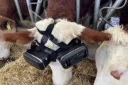 VRゴーグルを付けられた牛さん「んほ～～www草原たまんねぇ～～～www」ﾐﾙｸｼﾞｮﾎﾞﾎﾞﾎﾞﾎﾞﾎﾞ