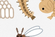蚊が絶滅して困る生き物っておるんか？