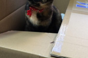 【ねこ画像】箱入りサビにゃん、わが家の姫、ころがりねこ ほか
