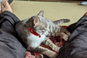 猫のプロフェッショナルいたら来てくれ（※画像あり）