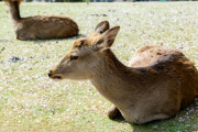 【画像】奈良の鹿さん、GWで人が来すぎて鹿せんべいを拒否してしまう