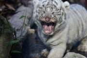 【画像】ホワイトタイガーの赤ちゃん、ねむねむであくびをしてしまう………