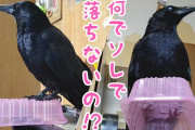 カラスとかいう本当は可愛いのに誤解されてる生物
