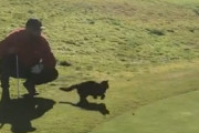 ゴルフ場勤務の猫キャディ。顧客がグリーン上でパットを打つと...