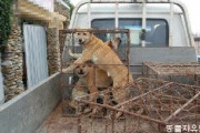 【韓国】「大事に育てます」と譲り受けた犬を1時間後に食べる…韓国人男性に懲役6カ月