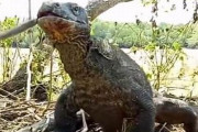 コモドドラゴンが大きな猿を丸飲みにする恐ろしい瞬間(動画)…インドネシア！