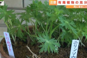 「食べられそうだ」「見たことがある」は危険！山菜採りでの有毒植物 過去には死者も