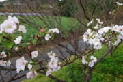 【画像】桜満開でワロタ