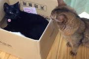 【ねこ画像】箱の取り合い？、ライオンの威を借る？ｗ ほか