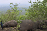 【画象有り】インドの山奥でゾウ１８頭が死亡