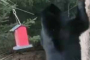 【黒いモフモフ】 木と木の間に鳥の餌をぶら下げていた。ハチミツ食べたいなぁ♪ → 森のクマさん、がんばります…