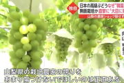 自称先進国の化けの皮　～　なぜか日本の高級ブランド果物の“韓国産”が…現地の農家「先進国の立場で大目に見て」海外で無断栽培取り締まれるか