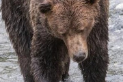 【悲報】イッヌ、自宅に入って来たクマにブチ切れ