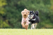 【ペット】なんで「柴犬」は嫌われる？　散歩中、よその犬から避けられて…