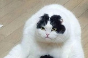 【画像多め】人間みたいな座り方の猫さんが見つかる…今にも喋り出しそうでワロタwwww