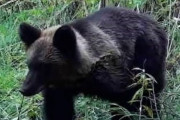 【動画】クマさん、スズメバチさんに滅多刺しされてしまう