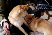 母犬に再会する犬の動画といったらこれだろ～【再】