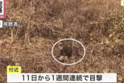 【ヒグマ注意】「おっかなくて出て歩けない…」北海道・乙部町で”1週間連続”クマが出没 役場は箱わな設置し警戒続ける