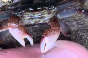 【動画】ヒトの古い角質を食べてくれるカニさんが存在した。