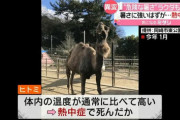 【訃報】“暑さに強いヒトコブラクダさん熱中症で死亡