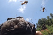 【動画】蜂の大群に襲われているのに「逃げない」という選択をした男。