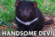 「悪魔の鳴き声！」タスマニアデビルは怖い？可愛い？　海外の反応