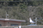 見て鳥撮った