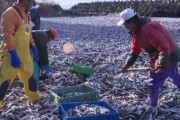 ニュース｢大量のイワシを撤去進まず｣ワイ｢大量なら撤去やなくて売ればええのでは？｣