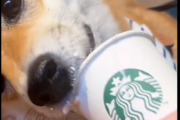Twitter民「アメリカのスタバでは犬用の裏メニューがあるよ?」スタバ従業員「人間用のと同じ材料使ってるぞ」