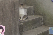 【ホロライブ】猫ちゃんのプライバシーにも配慮される時代か