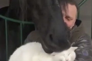 猫好きの馬、猫を口で”はむはむ”するよ