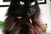 【ねこ画像】ふかふかクロネコ、オッドアイシロネコ、何をみてるんです！？ ほか