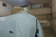 猫がメイショウドトウに騎乗してる件について