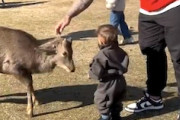 【動物】赤ちゃんが奈良公園の鹿にぶっ飛ばされる動画が話題に。