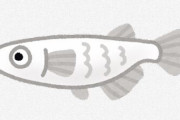 アクア民さん「近所のホムセンはメダカの品ぞろえがショボくなって金魚が充実しだした」 ← 遂にメダカブーム終了か？