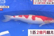 「本当に困った」年12億円規模 ニシキゴイ、中国への輸出“停止”