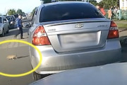 間一髪！車に踏み潰される所だった子猫をギリギリで救ったおじさんGJ動画。