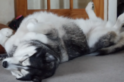 お昼寝中なのに、「動いて喋る」ハスキー犬がかわいいのでご紹介！ 海外の反応