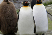 【画像】キングペンギンのヒナｗｗｗｗｗｗ
