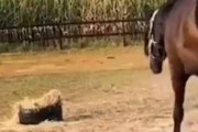 【ネコ】 牧場の真ん中に干し草が置いてあった。１頭の馬が食べようと近づいて行く → ファッ！？…