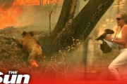小規模な山火事に巻き込まれたコアラを救ったのは…  海外の反応