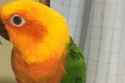 インコとかオウム飼いたい！！飼ってる奴いない？
