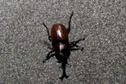 カブトムシ見つけたｗｗｗｗｗｗｗｗｗｗｗｗ