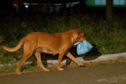 拾われて飼い犬になってからも、スラム街の野良動物たちに食べ物を運んでいた犬