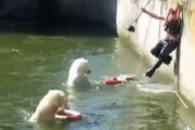 【衝撃】シロクマのいるプールに転落してしまった女性、尻をかじられてしまう　海外の反応