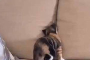 子ネコがソファの上で遊んでいた。そこにもう１匹やってくる → タネも仕掛けもありません…
