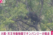 大阪・天王寺動物園でチンパンジーが脱走
