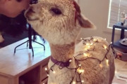 アルパカもクリスマス仕様にデコレーション！キラキラ光ってとっても可愛いアルパカに癒されます
