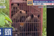熊1「そんな餌で釣られクマー」熊2「そんな餌でクマー」熊3「そんクマー」
